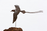 Keerkringvogel © Bert Denneman