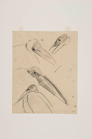 Blad met studie naar koppen van vogels, vermoedelijk pelikanen