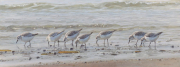 Drieteenstrandlopers op het strand © Elwin van der Kolk