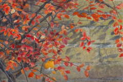 Roodborst, herfstkleuren © Elwin van der Kolk