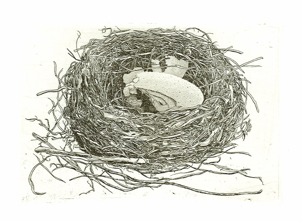 Geerts nest © Han van Hagen