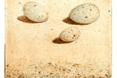 3 eitjes © Han van Hagen