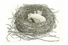 Geerts nest © Han van Hagen
