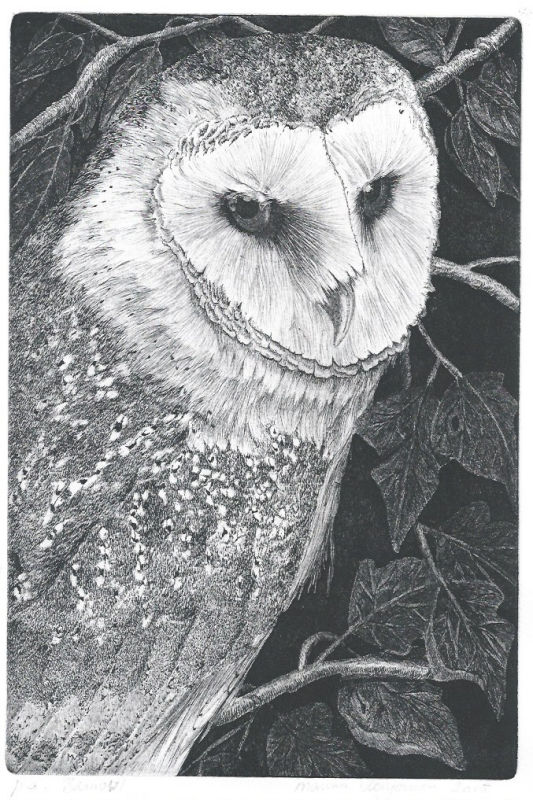 Barn owl © Marian Vergouwen