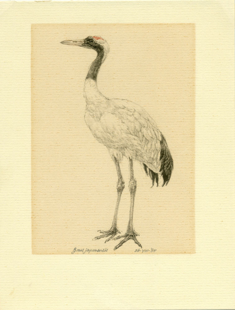 Japanse kraanvogel, Grus japonensis, Peter Vos, 1988