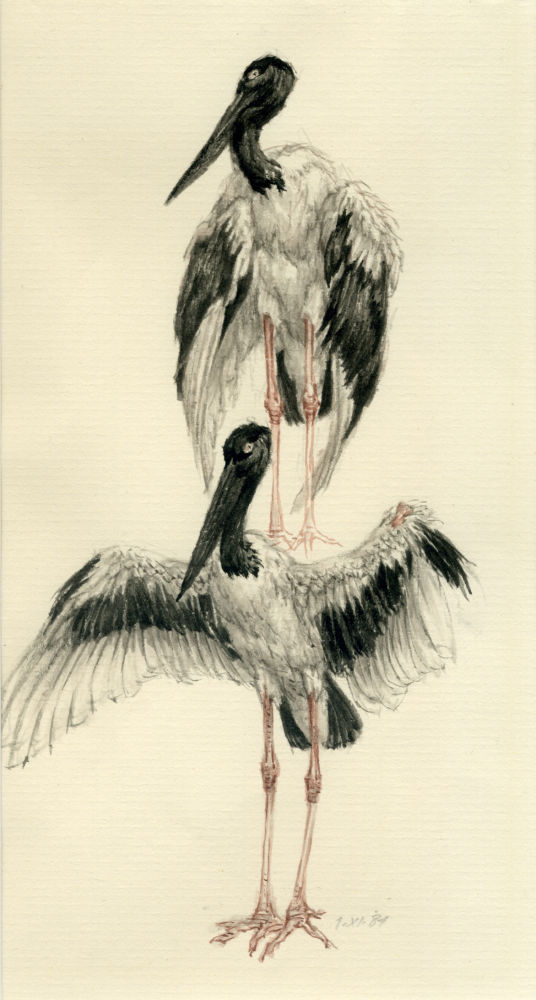 Zwartnek ooievaar, Ephippiorhynchus asiaticus, Peter Vos, 1984