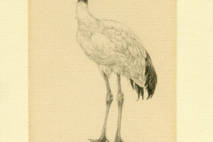 Japanse kraanvogel, Grus japonensis, Peter Vos, 1988