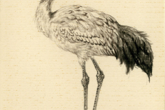 Japanse kraanvogel, Grus japonensis, Peter Vos,1984