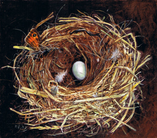 Nest zwarte roodstaart © Piet Eggen