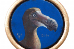 Ronde dodo © Robin d'Arcy Shillcock
