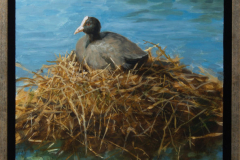 Op het nest © Ton van Steenbergen