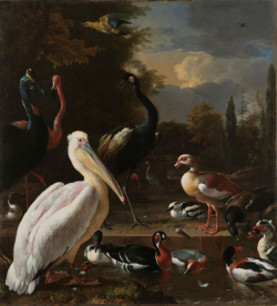 Een pelikaan en ander gevogelte bij een waterbassin, bekend als ‘Het drijvend veertje’